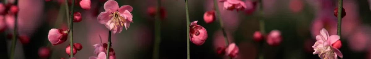 Author page header wrapper