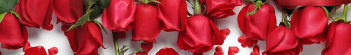 Author page header wrapper