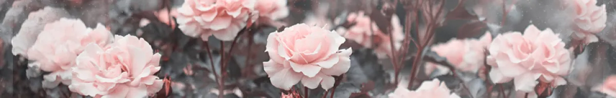 Author page header wrapper