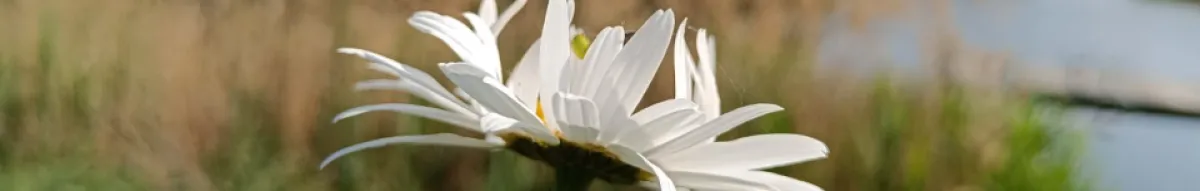 Author page header wrapper