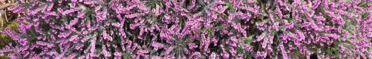 Author page header wrapper