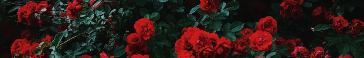 Author page header wrapper