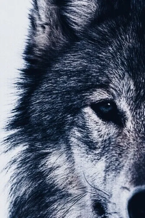 Darian | Duology: You Are My Wolf by Lau Miranda - (18+)