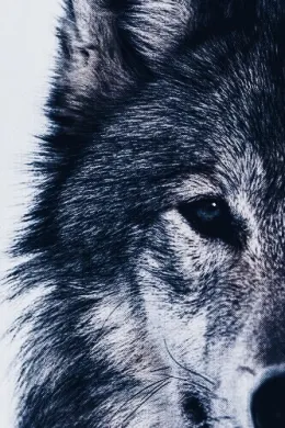 Darian | Duology: You Are My Wolf by Lau Miranda - (18+)