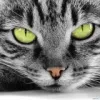 iara-tanska avatar